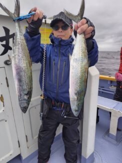 サゴシ(サワラ)