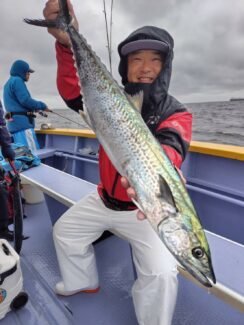 サゴシ(サワラ)