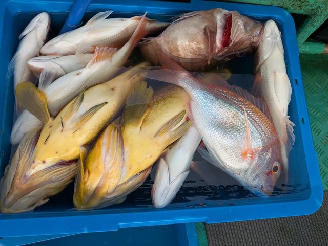 チダイ・マハタ・アマダイ(アカアマダイ)