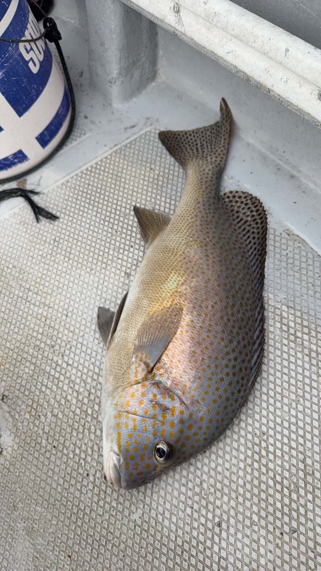 コロダイ