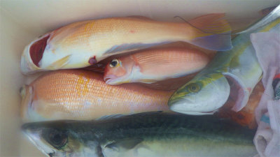 ツバイソ(ブリ)・アマダイ(アカアマダイ)