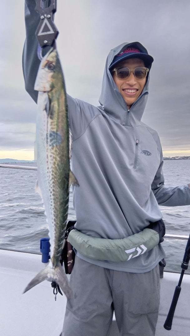 サゴシ(サワラ)