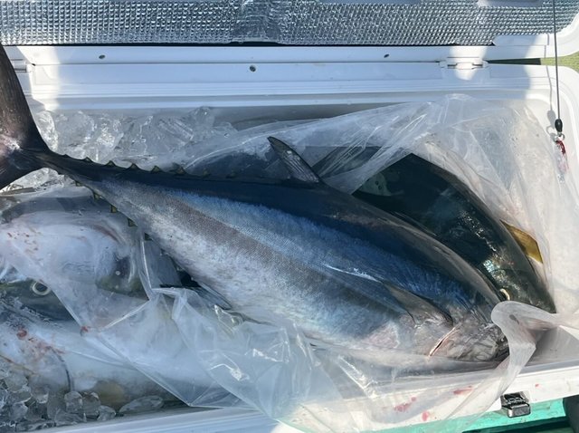 ヤズ(ブリ)・ネリコ(カンパチ)