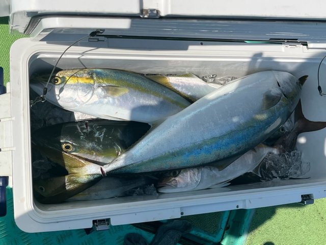 ヤズ(ブリ)・ネリコ(カンパチ)