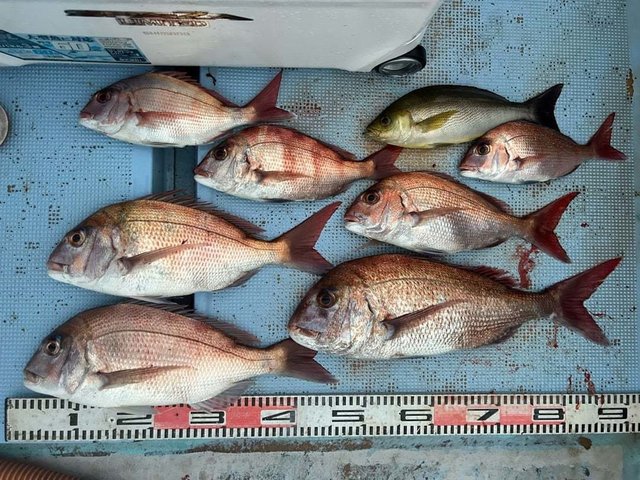 マダイ・イサキ