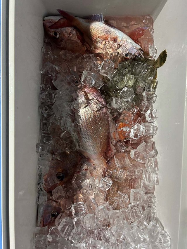 マダイ・カワハギ