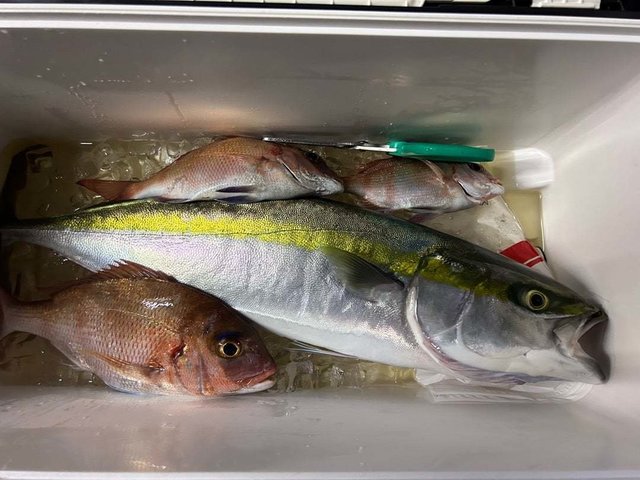 マダイ・ワラサ(ブリ)