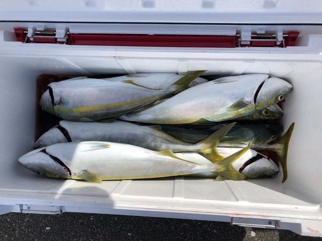 ワラサ(ブリ)・ハマチ(ブリ)