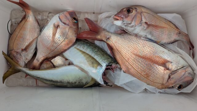 マダイ・アジ(マアジ)・ハマチ(ブリ)