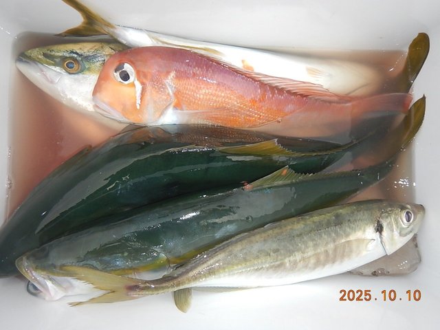 アマダイ(アカアマダイ)・イナワラ(ブリ)