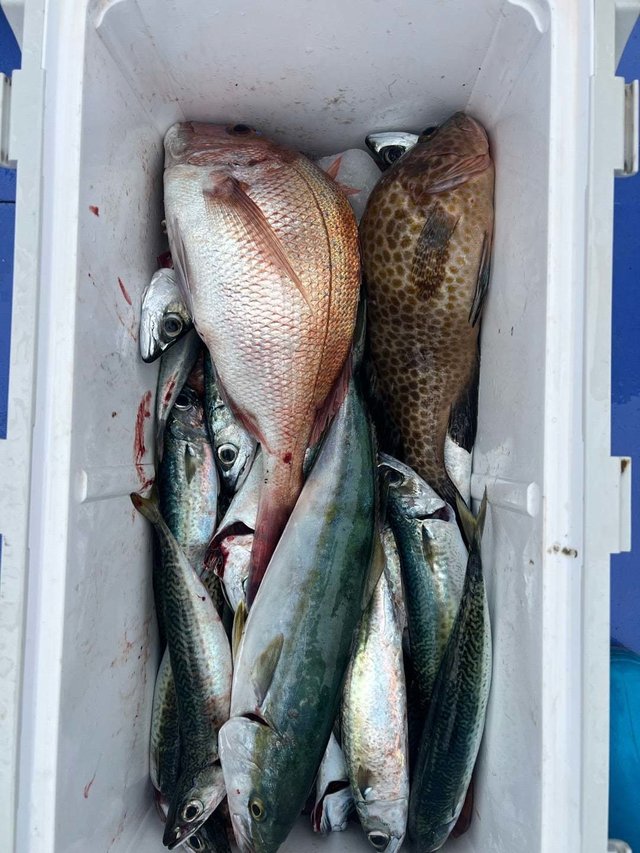 マダイ・オオモンハタ・イナダ(ブリ)・サバ(ゴマサバ)