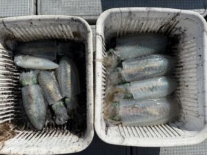 アオリ(アオリイカ)