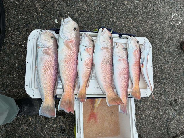 アオハタ・シロアマダイ・イトヨリ(イトヨリダイ)