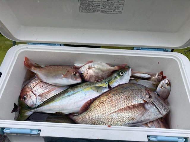 マダイ・ハナダイ(チダイ)・イナダ(ブリ)