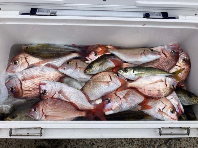 マダイ・ハナダイ(チダイ)・アジ(マアジ)