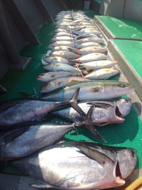 ブリ・カンパチ・コシナガ