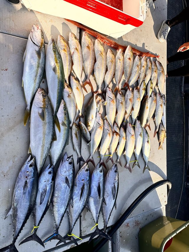 ネリゴ(カンパチ)