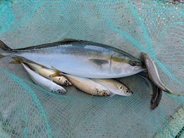 アジ(マアジ)・メジロ(ブリ)