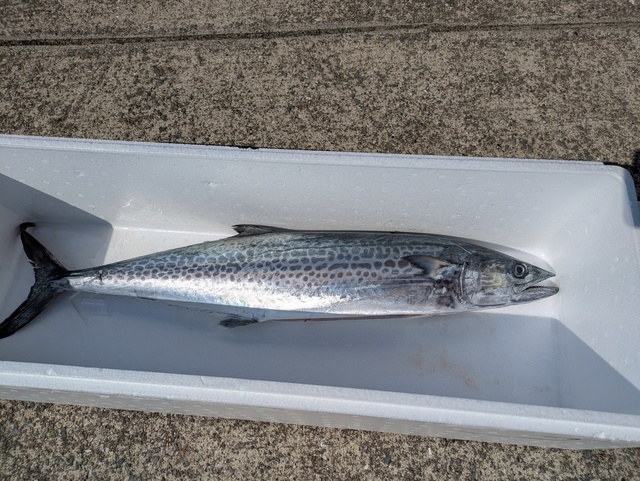 サゴシ(サワラ)