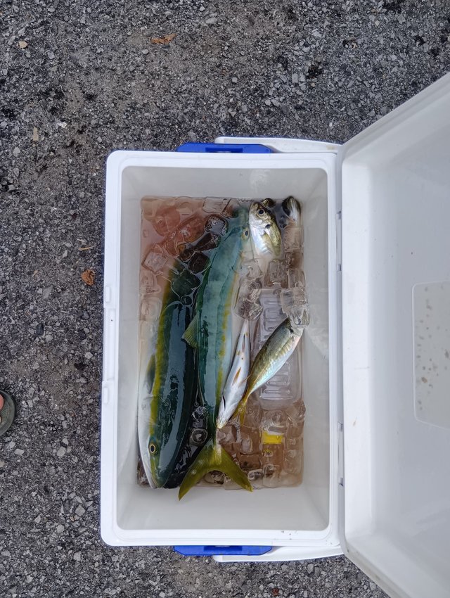 アジ(マアジ)・イナダ(ブリ)