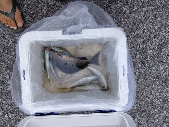 メジナ・アジ(マアジ)