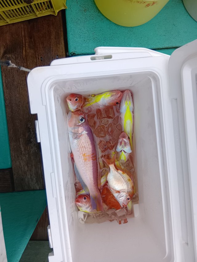 キダイ・アマダイ(アカアマダイ)・イトヨリ(イトヨリダイ)