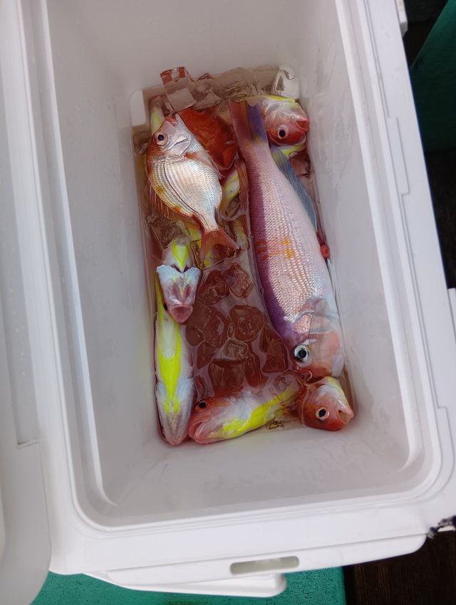 キダイ・アマダイ(アカアマダイ)・イトヨリ(イトヨリダイ)