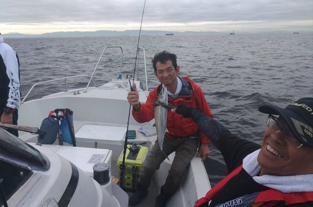 サゴシ(サワラ)