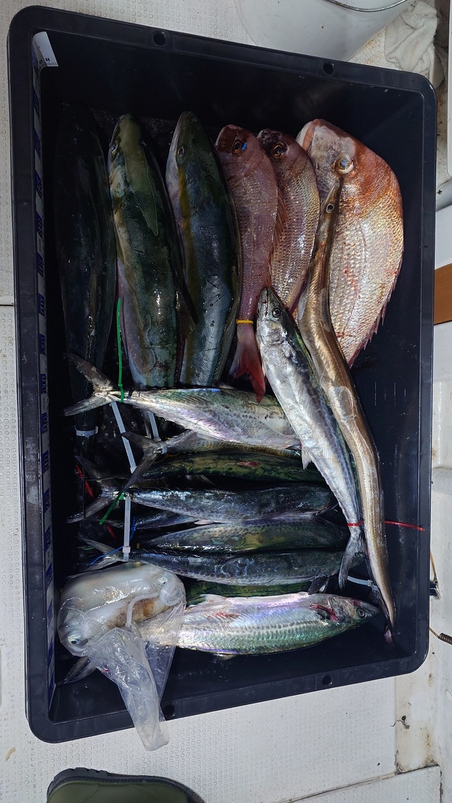 タイ(マダイ)・サワラ