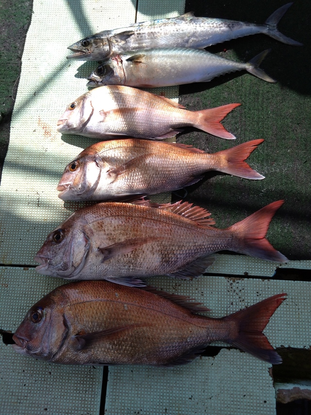 タイ(マダイ)・サバ(マサバ)・サゴシ(サワラ)