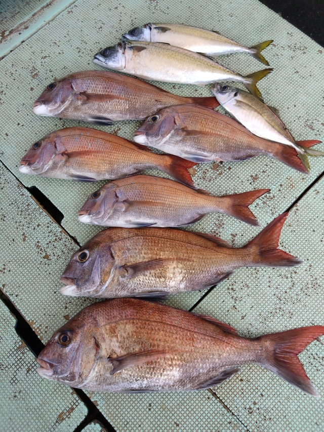 タイ(マダイ)・アジ(マアジ)・サバ(マサバ)