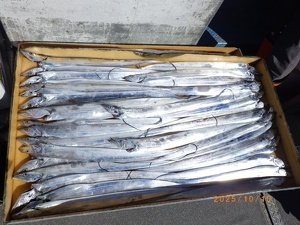 タチウオ