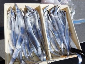 タチウオ