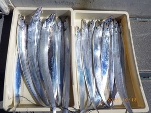 タチウオ