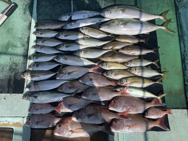 マダイ・マアジ・メジロ(ブリ)・イサキ・マサバ・サゴシ(サワラ)