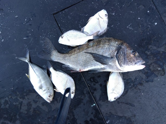 チヌ(クロダイ)