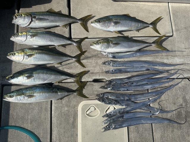 メジロ(ブリ)・タチウオ