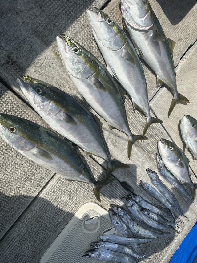 メジロ(ブリ)・タチウオ