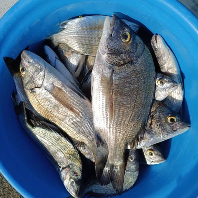 チヌ(クロダイ)