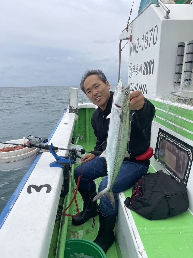 サゴシ(サワラ)