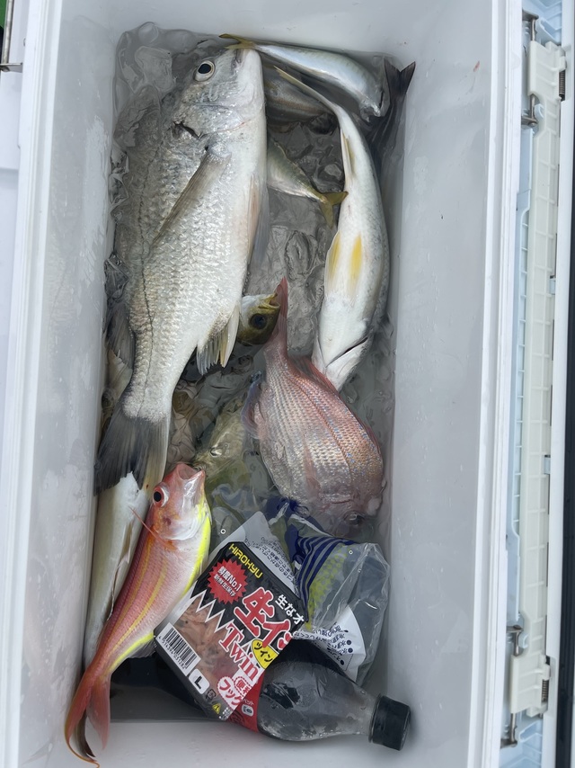 マダイ・キチヌ・アジ(マアジ)