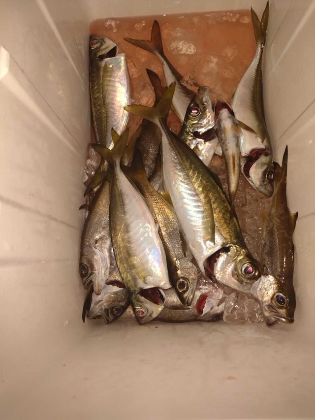 アジ(マアジ)・ムツ(クロムツ)