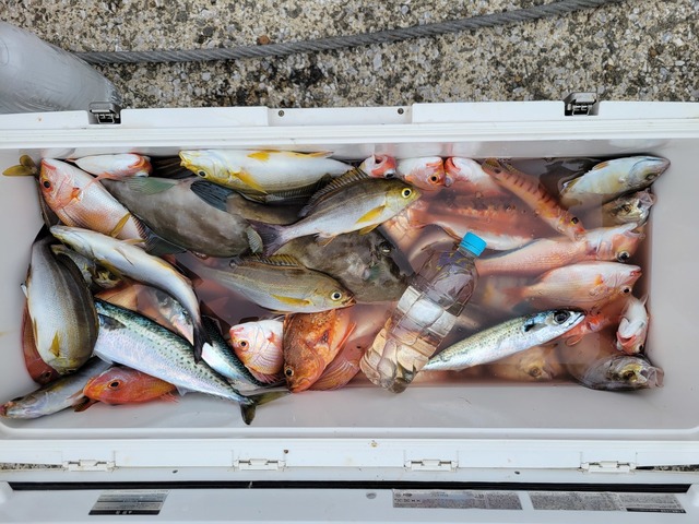 イサキ・アマダイ(アカアマダイ)・カサゴ・ウマズラハギ(ウマヅラハギ)