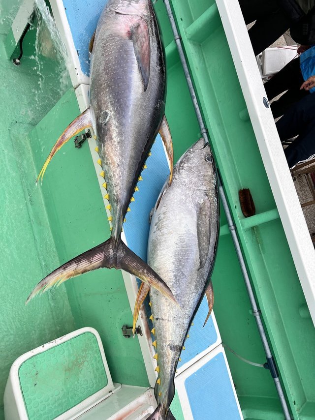 マグロ(キハダ)