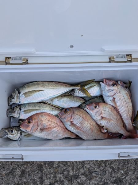 チャリコ(マダイ)・アジ(マアジ)