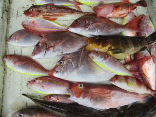 マダイ・アオハタ・アマダイ(アカアマダイ)・イトヨリ(イトヨリダイ)・カサゴ・ホウボウ