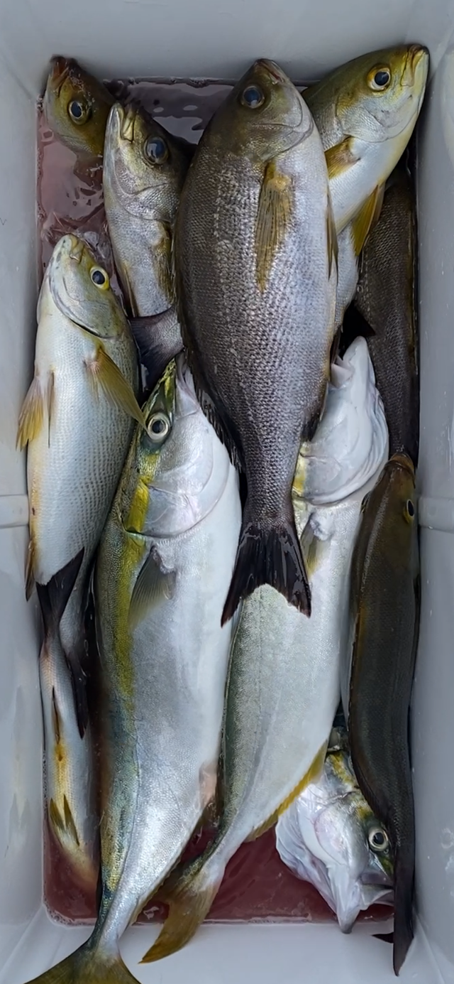 イナダ(ブリ)・イサキ