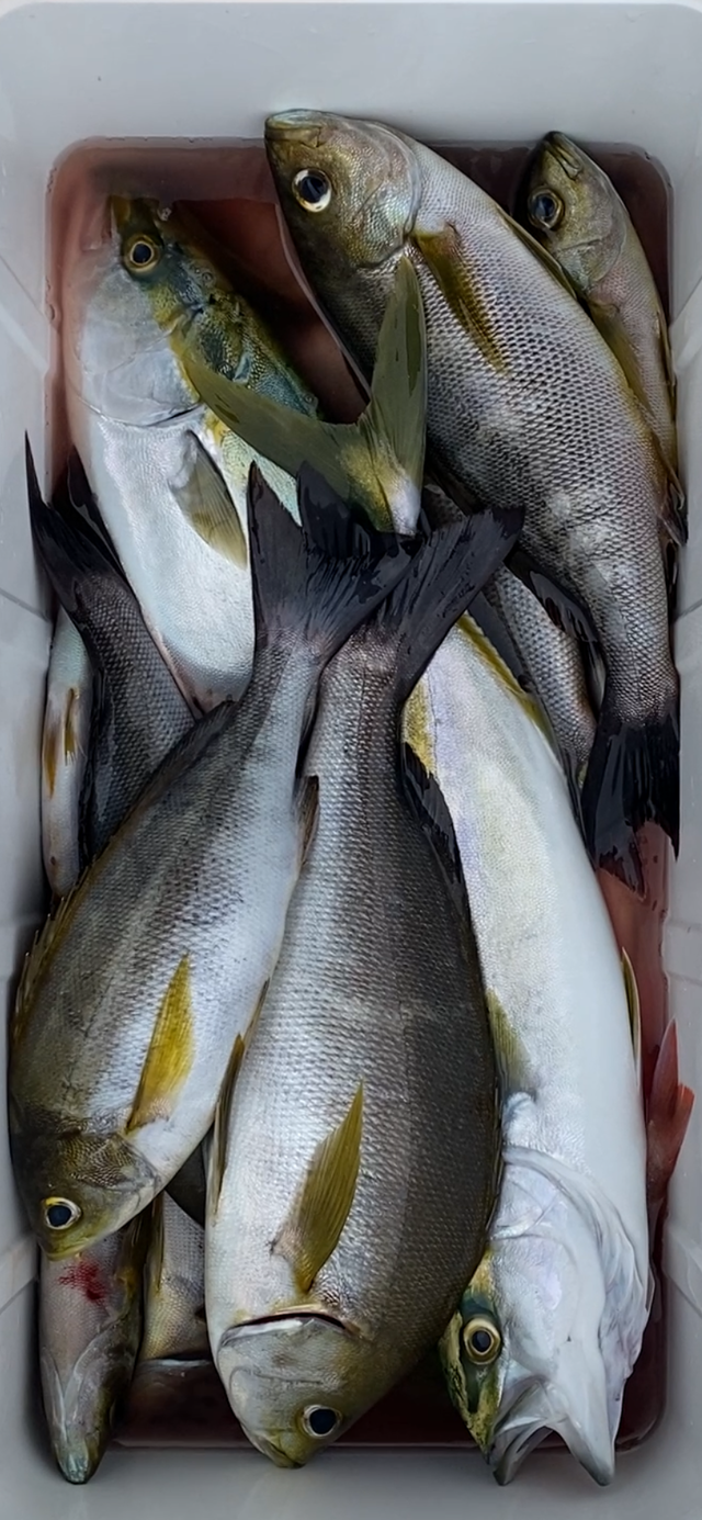 イナダ(ブリ)・イサキ