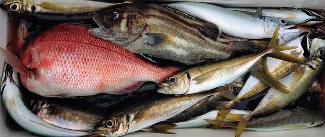 マダイ・アジ(マアジ)