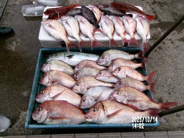 マダイ・マハタ・ワラサ(ブリ)・ホウボウ